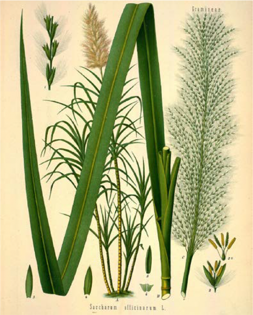The sugarcane plant