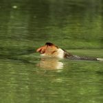 Proboscis monkey mature male swimming across a river to get to a new feeding area