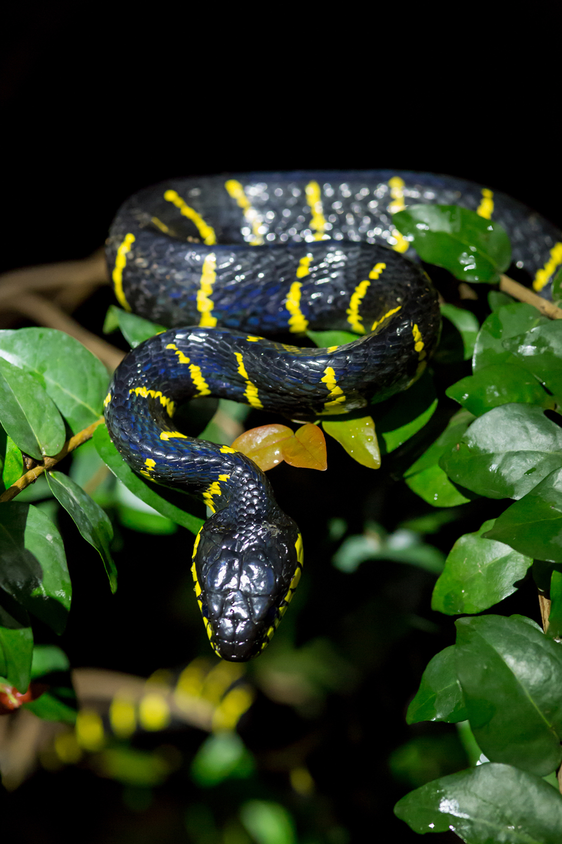 Mangrove snake фото