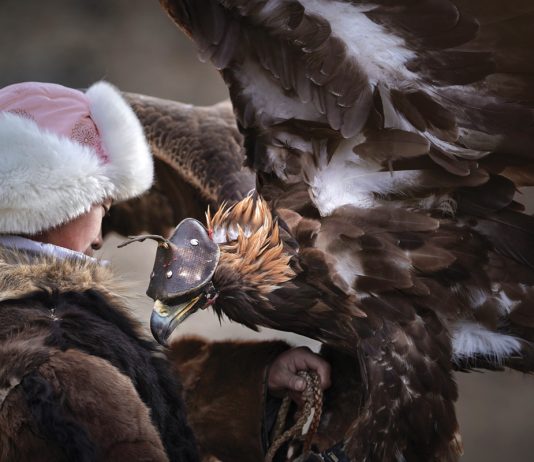 Mongolia Eagle