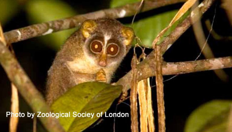 A Particular Primate: Saving the Rare and Ancient Slender Loris