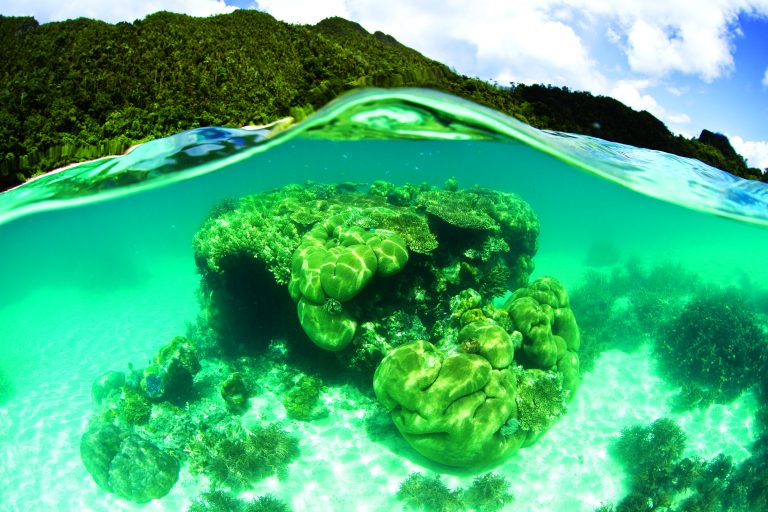 The Coral Triangle: Dramatic diversity