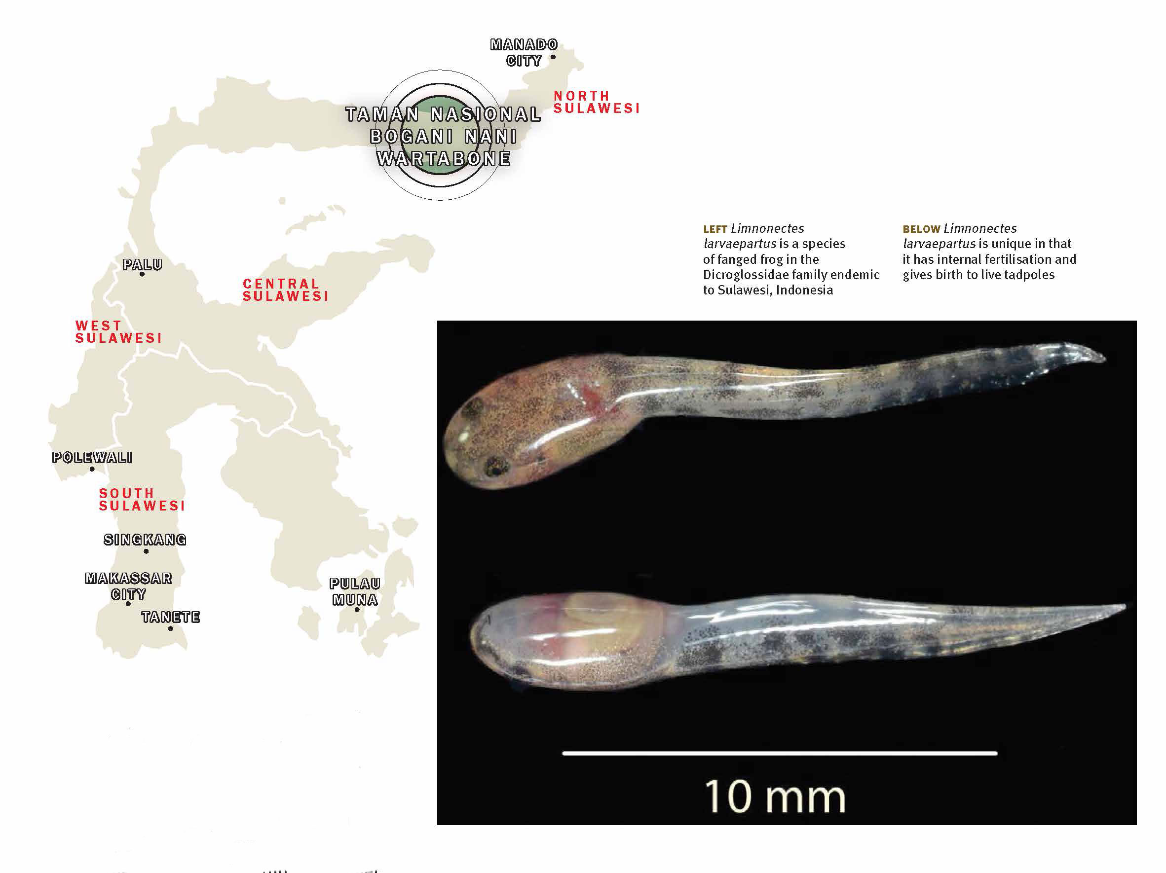 The Birth of Divergence: The Discovery of the Tadpole-Laying Frog – Asian  Geographic Magazines