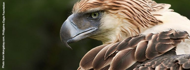 Philippine Eagle Coming to Singapore Wildlife Reserve for Breeding