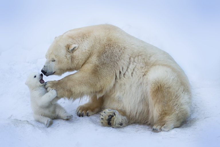 International Polar Bear Day: Meet the Snow Giants