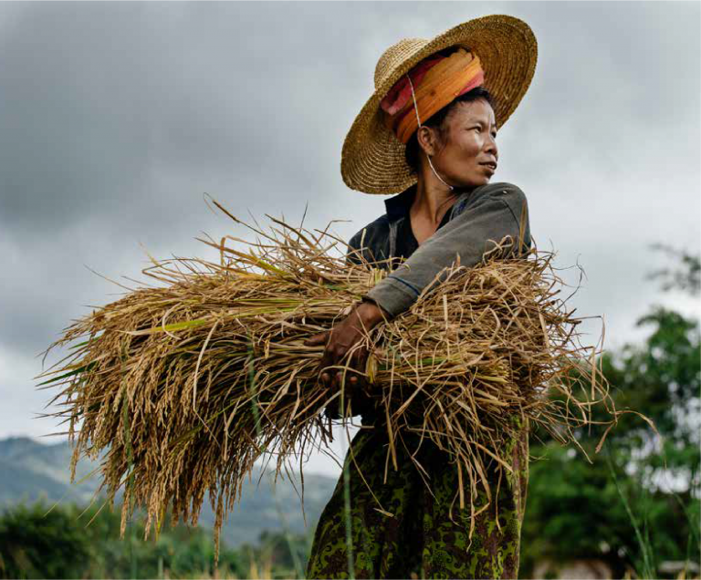 A woman working in a paddy field, in Shan State, Myanmar