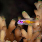 Pink-eyed,Goby,(bryaninops,Natans).,Underwater,Macro,Photography,From,Romblon,,Philippines