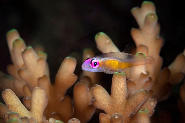 3 pro-tips when it comes to photographing gobies!