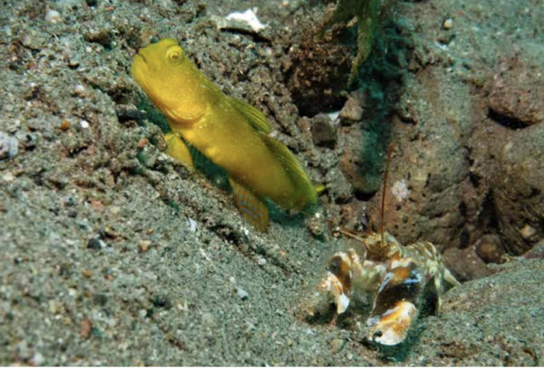 How do gobies and shrimps find each other?
