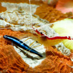 Cleaner,Shrimp,Cleaning,Blue,Neon,Goby