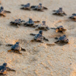 Endangered,Young,Baby,Turtles,In,Warm,Evening,Sunlight,Being,Released