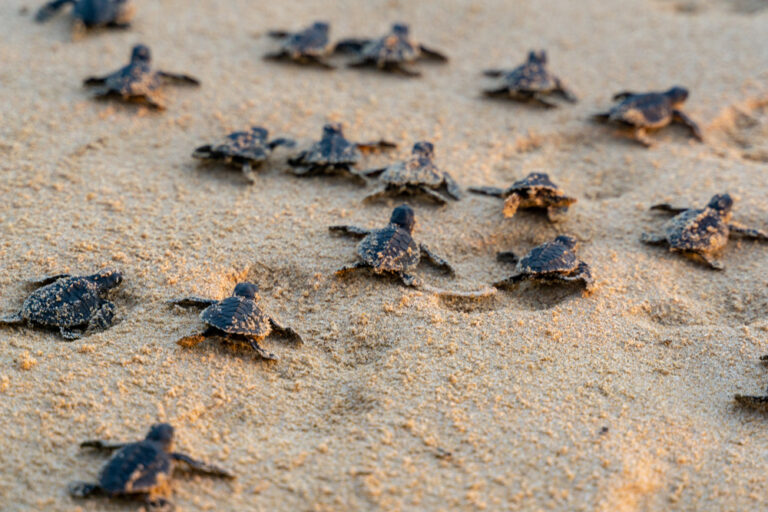 Turtle Nesting Season in Singapore: How can we help?