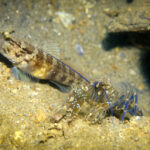 Shrimp,With,Goby,Fish,Live,Together,In,A,Hollow.,They