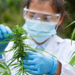Scientist,Analyzing,And,Researching,Hemp,Oil,Extracts,,Concept,Of,Herbal