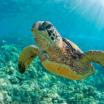 Sea,Turtle,Close,Up,Over,Coral,Reef,In,Hawaii