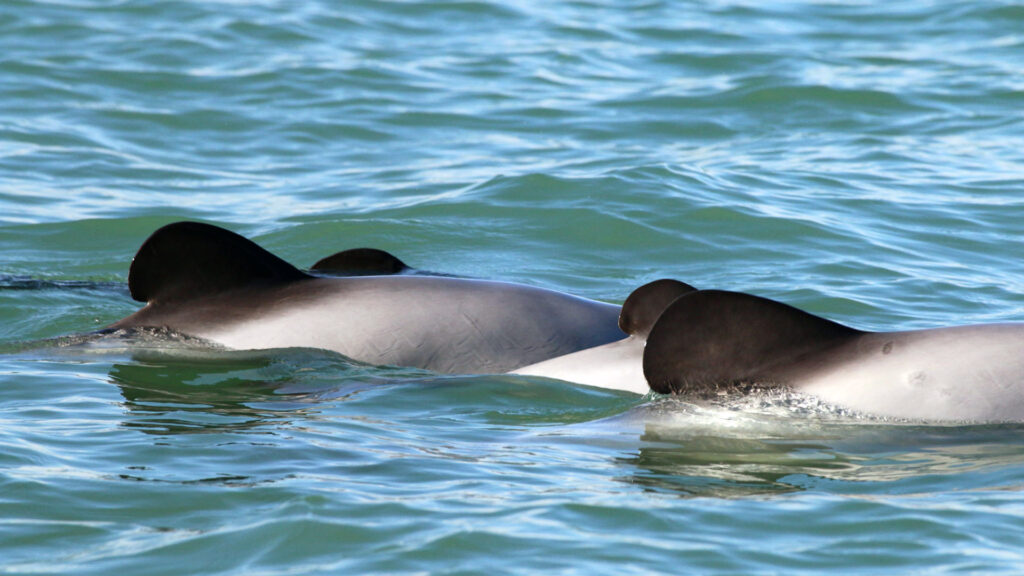 AI-Equipped Drones Study Dolphins on the Edge of Extinction