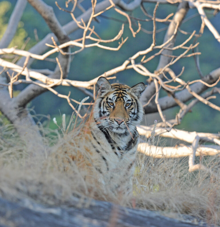 Project Tiger: Conserving India’s Forests