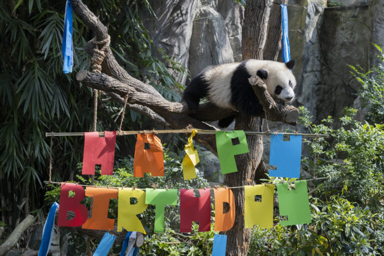The First Giant Panda Cub Born In Singapore Celebrates His First Birthday!