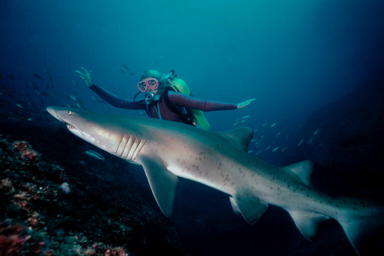 The Shark Conservationist Who Helped Capture Jaws
