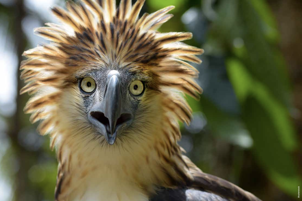 Saving the World's Biggest Eagle