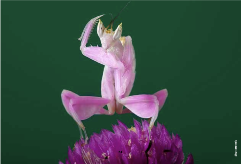 The Pink Orchid Mantis