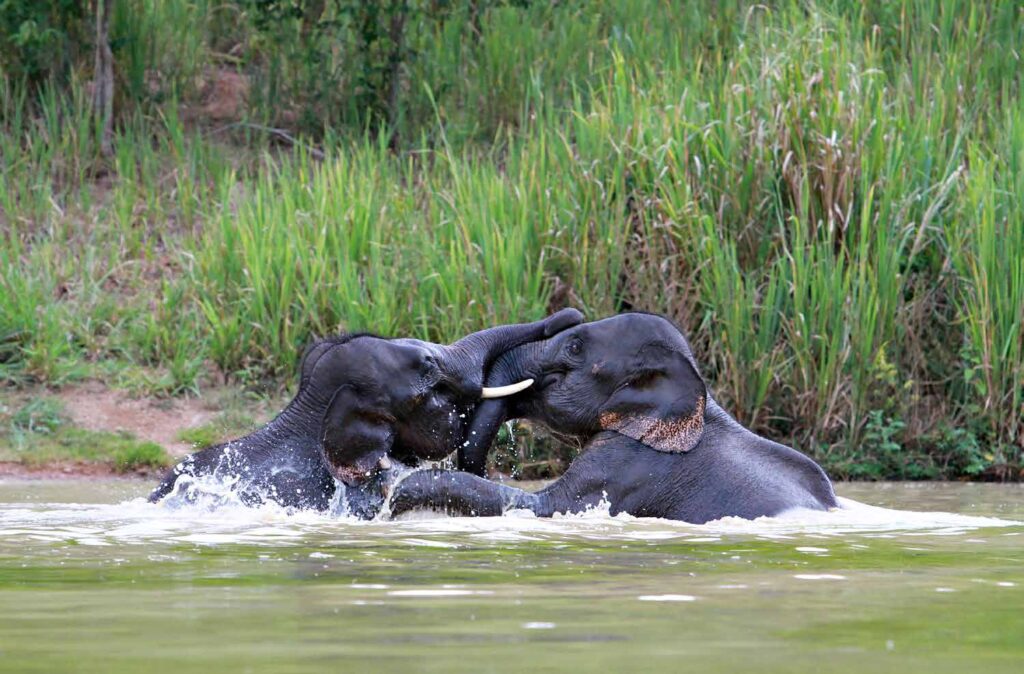 Finding Harmony Between Humans and Elephants